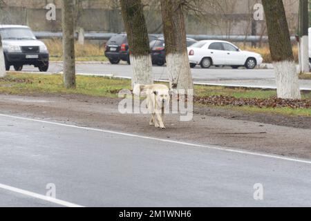 Un chien de rue blanc demi-race marchant près d'une route avec quelques véhicules à l'arrière-plan dans la zone d'exclusion de tchernobyl Banque D'Images