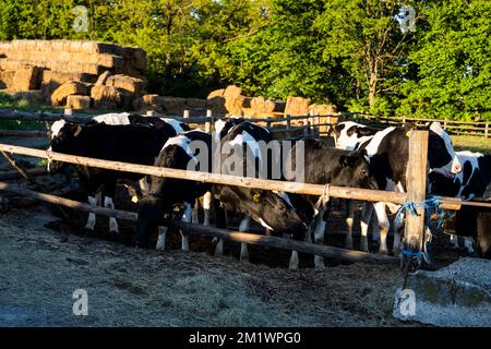 Vaches à la ferme en été. Vaches laitières. Lâcheté. Industrie agricole, agriculture et élevage concept. Banque D'Images