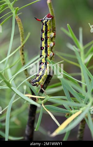 Chenille (de l'éperon-papillon de Spurge) sur une plante succulente (Euphorbia balsamifera) dans la nature, Gran Canaria, îles Canaries, Espagne, Banque D'Images