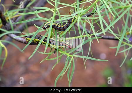 Deux chenilles (de l'éperon de Spurge) sur une plante succulente (Euphorbia balsamifera) dans la nature, Gran Canaria, îles Canaries, Espagne Banque D'Images