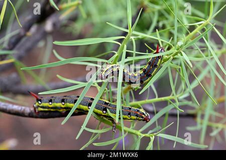 Deux chenilles (de l'éperon de Spurge) sur une plante succulente (Euphorbia balsamifera) dans la nature, Gran Canaria, îles Canaries, Espagne, Banque D'Images