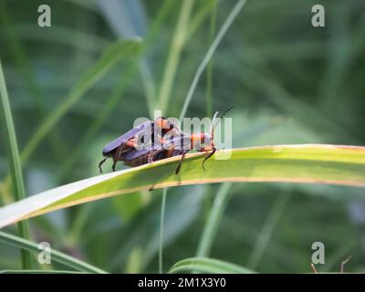 Macro de coléoptères de soldat (Cantharis pellucida) sur une feuille verte Banque D'Images