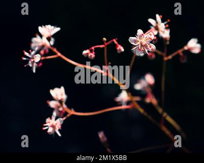 Gros plan de Saxifraga 'Urbium', London Pride, fleurs dans le jardin sur fond sombre Banque D'Images