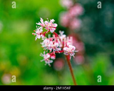 Gros plan de Saxifraga 'Urbium', London Pride, fleur dans le jardin Banque D'Images