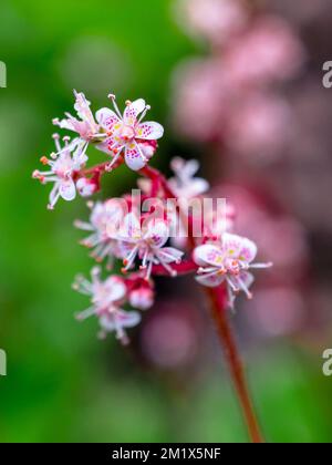 Gros plan de Saxifraga 'Urbium', London Pride, fleur dans le jardin Banque D'Images