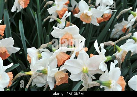 Blanc avec des tasses roses les jonquilles à grosses coupelles (Narcisse) accent fleurissent dans un jardin en avril Banque D'Images