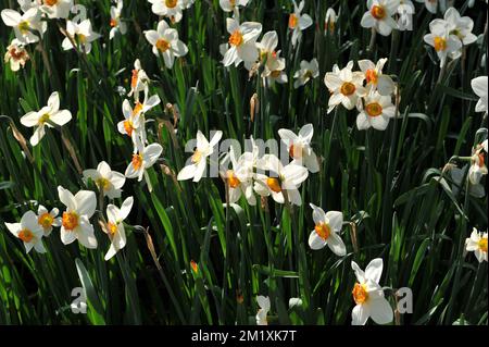 Blanc avec des tasses orange-jaune de petits jonquilles (Narcisse) flambant dans un jardin en avril Banque D'Images