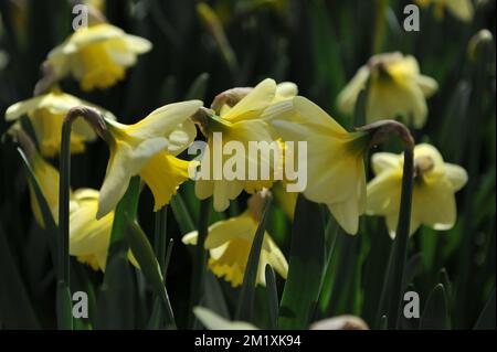 Trompette jaune jonquilles (Narcisse) Alpine Glow fleurissent dans un jardin en avril Banque D'Images