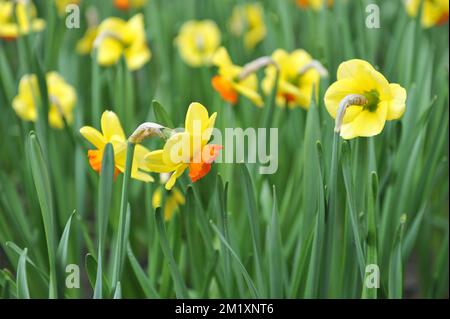 Les jonquilles jaunes et oranges (Narcisse) Bantam fleurissent dans un jardin en avril Banque D'Images