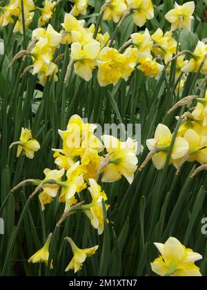 Les jonquilles à col jaune (Narcisse) Chanterelle fleurissent dans un jardin en mars Banque D'Images