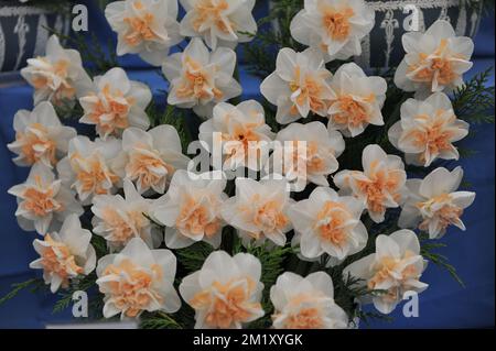 Un bouquet de jonquilles doubles blanches et roses (Narcissus) Delnashaugh sur une exposition en mai Banque D'Images