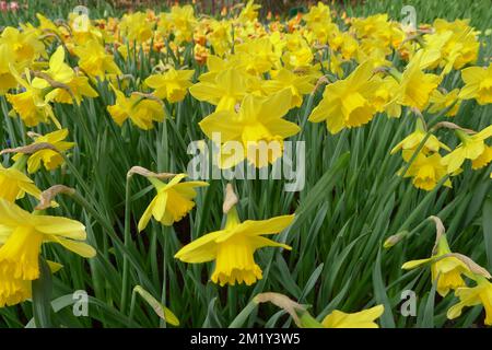 Les jonquilles jaunes à grosses cuvettes (Narcisse) fleurissent dans un jardin en avril Banque D'Images