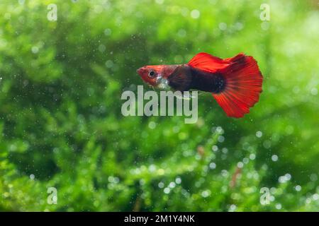 Koi Tuxedo GuppY (Poecilia reticulata) Banque D'Images