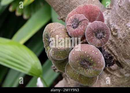 Arbre figuier d'oreille d'éléphant également connu sous le nom de ficus auriculata ou roxbourgh figue avec un groupe de son rare glabre de fruit attaché au tronc Banque D'Images