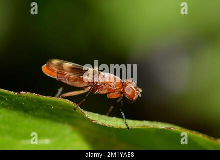 Mouche ailé par des images (Zacompsia fulva) sur une feuille à Houston, au Texas. Gros plan vue latérale macro image. Banque D'Images