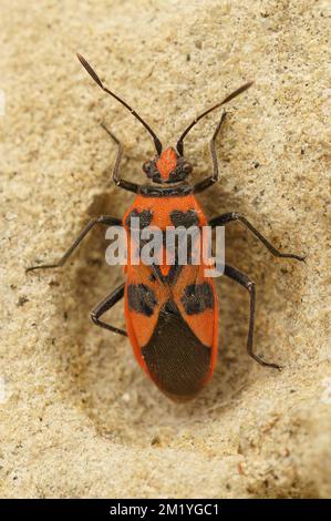 Un gros plan de punaise de cannelle (Corizus hyoscyami) sur une surface rugueuse Banque D'Images