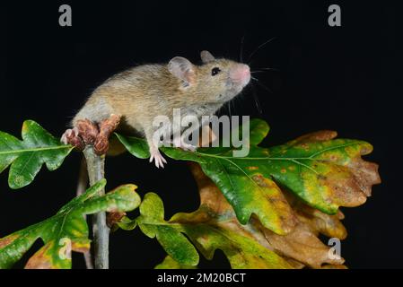 Souris domestique mus domesticus Banque D'Images