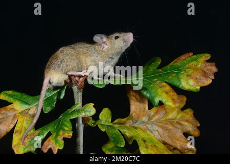 Souris domestique mus domesticus Banque D'Images