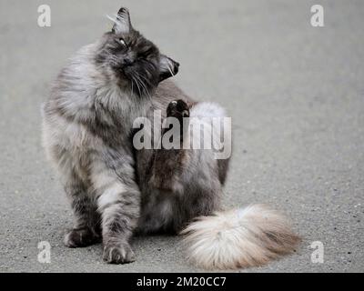 Un adorable chat à fourrure assis sur une route asphaltée et se grattant Banque D'Images