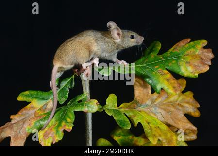 Souris domestique mus domesticus Banque D'Images