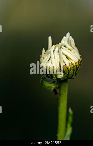 Fleur simple - Bellis Perennis Banque D'Images