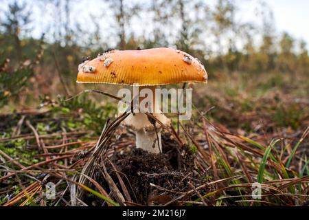 Détails du champignon lamélaire, non comestible chez les mousses et les feuilles mortes dans une forêt pendant l'automne en Pologne Banque D'Images