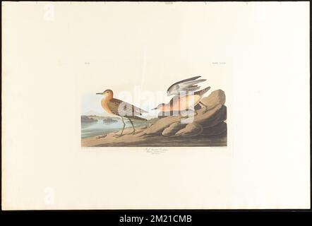 Poncer à lanières : Tringa rufescens, Viell. 1. Homme 2. Femme c.1 v.3 planche 265 , Sandpipers, Tryngites subruficollis. The Birds of America- tiré des dessins originaux de John James Audubon Banque D'Images