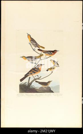 L'orientation de Bullock. Oriole de Baltimore. Goldfinch mexicain. Muguet varié. Muguet commun : Icterus bullockii, Swains. 1. Jeune homme. 2. Vieille femme. Ictère baltimore, Bonap. 3. Vieille femme. Carduelis mexicanus, Swains. 4. Homme 5. Femme Turdus nœvius, Lath. 6. Femme Turdus aquaticus, Wilson. 7. Homme c.1 v.4 planche 433 , Finches, oiseaux, orfèvrnes, oriole du Nord, muguet, Turdidae. The Birds of America- tiré des dessins originaux de John James Audubon Banque D'Images