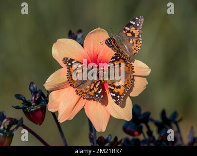 Trois papillons lady peints visitant une fleur de Dahlia couleur pêche en même temps. Banque D'Images