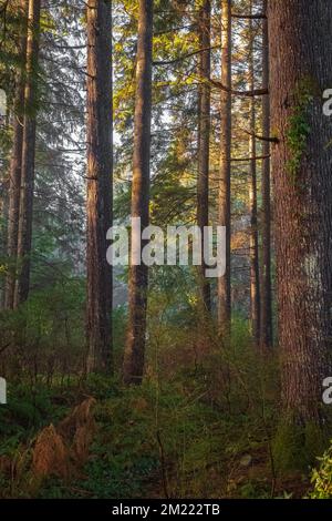 Arbres forestiers boisés rétroéclairés par la lumière du soleil dorée avant le coucher du soleil éclairant les branches des arbres. Paysage forestier. Paysage de forêt de printemps, abstrait frais, se Banque D'Images