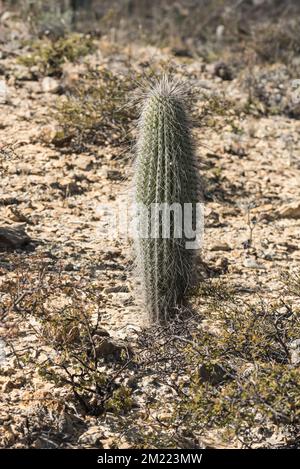 Un cactus dans la réserve de biosphère de Tehuacan-Cuicatlan Banque D'Images