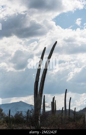Silhoueté cactus columnaire dans la réserve de biosphère de Tehuacan-Cuicatlan Banque D'Images