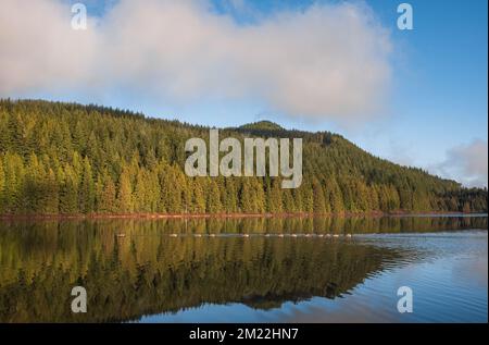 Matin d'automne dans la forêt avec lac, réflexion de forêt et brouillard sur la surface de l'eau. Les paysages tranquilles avec la forêt d'automne se reflètent dans la manne Banque D'Images