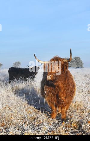 Scottish highlanders dans un paysage d'hiver Banque D'Images