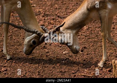 Deux Blackbucks se battant par des cornes sur le terrain de la divinité Banque D'Images