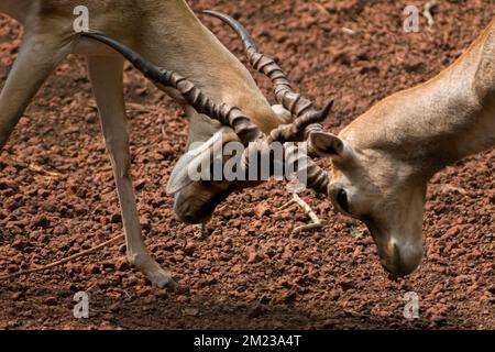 Un gros plan de deux Blackbucks combattant par des cornes sur le terrain de la dity Banque D'Images