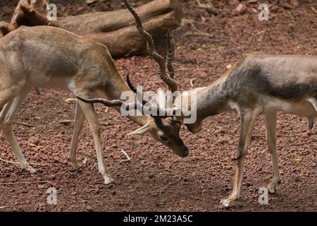 Deux Blackbucks se battant par des cornes sur le sol de la divinité avec l'écorce d'arbre Banque D'Images