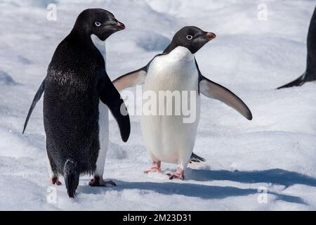 Antarctique, Mer de Weddell. Adelie pingouins (Pygoscelis adeliae) sur l'iceberg montrant les détails arrière et avant des pingouins. Banque D'Images