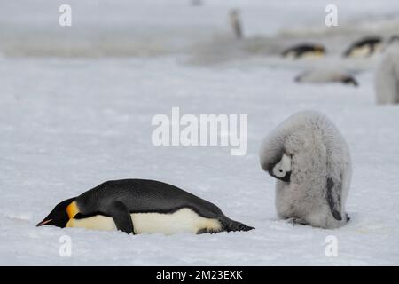 Antarctique, mer de Weddell, île de Snow Hill, colonie de Snow Hill. Pingouin empereur (Aptenodytes fosteri) Banque D'Images