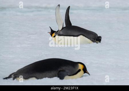 Antarctique, mer de Weddell, île de Snow Hill, colonie de Snow Hill. Pingouin empereur (Aptenodytes fosteri) Banque D'Images