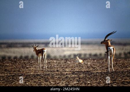 Abu Dhabi eau Sir Bani Yas Island Réserve naturelle de la montagne Arabian Gazelle Banque D'Images