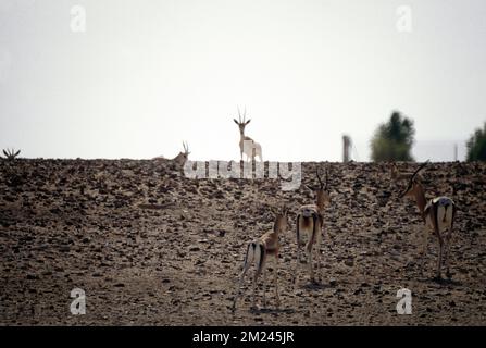 Abu Dhabi eau Sir Bani Yas Island Réserve naturelle Arabian Mountain Gazelles Banque D'Images