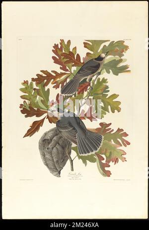 Canada jay : Corvus canadensis, Linn. Homme, 1 ans Femme, 2 ans Chêne blanc. Quercus alba. c.1 v.2 planche 107 , oiseaux, Oaks, nids de Wasps, geai gris, Chêne blanc. The Birds of America- tiré des dessins originaux de John James Audubon Banque D'Images