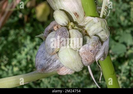 Le champignon du maïs (Ustilago maydis) AKA: Le maïs smut et huitlacoche, est une délicatesse au Mexique. Banque D'Images