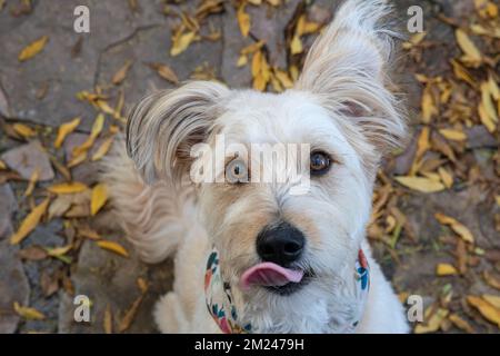 Chien mignon, mélange de caniches, regarder l'appareil photo avec la langue dehors. Banque D'Images