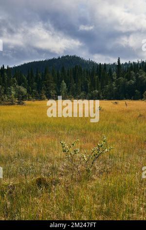 Un beau paysage avec de l'herbe fraîche et des arbres à feuilles persistantes contre le ciel nuageux à Oppland, Norvège Banque D'Images