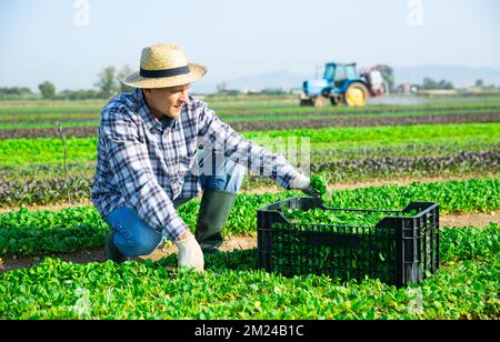 Workman récolte de la salade de maïs vert sur le terrain agricole Banque D'Images