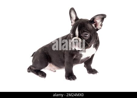 Mascotte tendre - noir french bulldog bébé, photo sur fond blanc. Banque D'Images