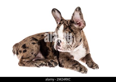 Mascotte tendre - bulldog français bébé merle, photo sur fond blanc. Banque D'Images