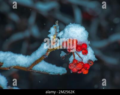 Baies d'aubépine rouges mûres avec neige sur les branches lors d'une soirée d'hiver. Plante utile crataegus monogyna avec des flocons de neige dans le jardin. Banque D'Images